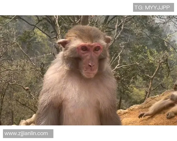 足球球星猴子另类形象曝光 成为球场新宠网友纷纷点赞 足球球星猴子另类形象曝光 成为球场新宠网友纷纷点赞